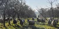 Imagem de arquivo mostram ovelhas entre macieiras em Bain-de-Bretagne, no oeste da França, em 12/01/25.  Foto: AFP - JEAN-FRANCOIS MONIER / RFI