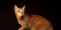 O gato chausie é ideal para tutores que desejam um felino carismático e curioso  Foto: Tania__Wild | Shutterstock / Portal EdiCase