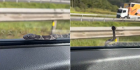 Cobra aparece em janela de veículo parado no trânsito em SC  Foto: Reprodução/Instagram @luans.campos