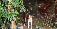 Tragédia! Bebê de 3 meses morre após ser atacado por pitbull  Foto: Reprodução/ Instagram / Contigo
