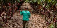 Fazenda Dedo de Deus é responsável por parcela da produção da Cacau Show  Foto: Cacau Show/Divulgação / Estadão