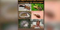Meme publicado pelo filho de Lula que compara Bolsonaro a animal que se finge de morto  Foto: Reprodução/Instagram