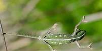 Imagem de um camaleão bebê pendurado em um galho, no meio da floresta. Camaleões são animas vertebrados.  Foto: Wirestock/Freepik