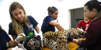 Animal, um macho, foi sedado e levado para um Centro de Reabilitação de Animais Silvestres, em Campo Grande Foto Foto: Saul Schramm/Divulgação/Governo do MS / Estadão