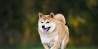Além dos fatores externos, a genética também influencia a saúde dos cachorros Foto: otsphoto | Shutterstock / Portal EdiCase