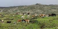 As vacas selvagens da Ilha Amsterdã, território da França no sul do Oceano Índico: animais passaram por um processo conhecido como 'feralização', mas população acabou toda abatida em 2010. Foto de Francois Colas, Fourni par l'auteur Foto: The Conversation
