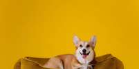 A cama é fundamental para que o cachorro tenha um sono reparador e mais conforto no dia a dia Foto: BONDART PHOTOGRAPHY | Shutterstock / Portal EdiCase