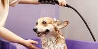 A frequência de banho pode variar conforme o estilo de vida do pet Foto: AYO Production | Shutterstock / Portal EdiCase