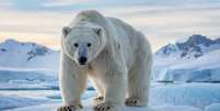 O urso-polar impressiona por seu porte físico e capacidade de sobreviver em condições extremas Foto: Stock8ted | Shutterstock / Portal EdiCase