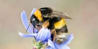 Uma abelha 'almoça' em uma flor: ritmo acelerado das mudanças climáticas também está afetando a polinização, colocando em risco a prosperidade e sobrevivência de plantas e polinizadores HIllsboro Parks &amp; Rec, CC BY-NC-ND Foto: The Conversation