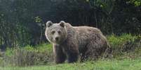 Urso fotografado em Auzat, no Parque Natural dos Pirineus, na França. Imagem ilustrativa  Foto: © Association Pays de l'ours / RFI