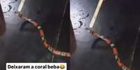 PCDF autua homem por crime ambiental contra serpente silvestre Foto: Reprodução/Redes sociais