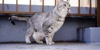 O gato mau egípcio é uma das raças mais antigas do mundo Foto: naturepicture_rika | Shutterstock / Portal EdiCase