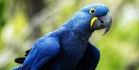 A arara-azul é originária principalmente do Pantanal, Cerrado e algumas regiões da Amazônia Foto: Purple_Graphics | Shutterstock / Portal EdiCase