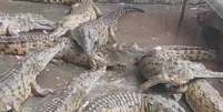 Crocodilos-do-orinoco reunidos antes de serem liberados em rio na Venezuela Foto: Instagram/@zoo_lesliepantin / Reprodução