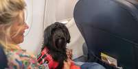 STJ decide que companhias aéreas podem recusar embarque de animais de suporte emocional Foto: Getty Images