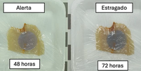 Embalagem muda de cor para mostrar se peixe está bom ou não para consumo  Foto: Reprodução/Youtube Embrapa