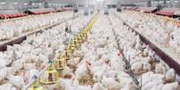Segundo o governo, Serviço Veterinário brasileiro está sendo treinado e equipado para o enfrentamento da gripe aviária desde os anos 2000  Foto: Divulgação/Ministério da Agricultura / Estadão