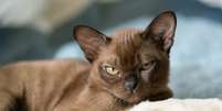 A inteligência é destaque entre algumas raças de gatos Foto: biggunsband | Shutterstock / Portal EdiCase