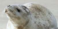 Registro feito da foca-caranguejeira (Lobodon carcinophaga), deitada na areia do litoral do sul de Santa Catarina.  Foto: Thaisa Noronha via @laboratoriodezoologia