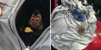 Casal suspeito de caçar animais silvestres é preso em flagrante no RJ Foto: Reprodução/ICMBio