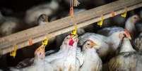 Chile, Uruguai e México também suspendem compra de frango do Brasil  Foto: Reprodução/Getty Images