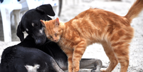 Você sabia que animais também podem receber um diagnóstico de saúde mental? Entenda o procedimento utilizado por veterinários  Foto: Reprodução: Pixabay/Mariamza / Bons Fluidos