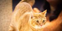 Gato laranja posando para foto Foto: Lauren DeCicca / Getty Images