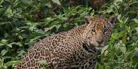 Onça-pintada: Muito conhecida do Pantanal brasileiro, a onça-pintada está classificada como "quase ameaçada" por conta do desmatamento e da perda das florestas tropicais.  Foto: Rogério Cunha de Paula ICMBio / Flipar