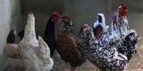 Cria&ccedil;&atilde;o de frangos
02/06/2023
REUTERS/Ricardo Moraes  Foto: Reuters