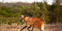 O lobo-guará se destaca por seu porte elegante, pelagem avermelhada e pernas longas Foto: Vinicius R. Souza | Shutterstock / Portal EdiCase