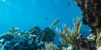 Novo estudo mostra que humanidade conhece apenas 0,001% do oceano profundo; maior parte da área continua um mistério  Foto: Reprodução: Samson Bush/Pexels / Bons Fluidos