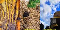 Colmeia com pelo menos 80.000 abelhas é encontrada em telhado de escola em SC  Foto: Reprodução Instagram/@saojoaquimonline.com.br