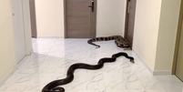Cobras foram soltadas no corredor de prédio  Foto: Reprodução/Khaosod