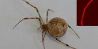 Aranha com fio de seda modificado  Foto: Faculdade de Bayreuth / Divulgação