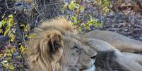 Um leão macho na Reserva de Caça Ongava, ao sul do Parque Nacional de Etosha, no noroeste da Namíbia.  Foto: Wolfgang Kaehler/LightRocket via Getty Images