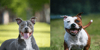 O pitbull e o american staffordshire terrier são cachorros diferentes  Foto: GoDog Photo e Eve Photography | Shutterstock / Portal EdiCase