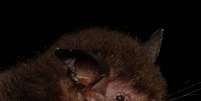 Myotis guarani é o nome científico escolhido para uma nova espécie de morcego descoberta. Animais têm cerca de seis gramas.  Foto: Divulgação/Fiocruz / Estadão