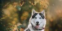 Para cães de porte grande e ou de comportamento destemido, nomes fortes podem ser uma escolha ideal Foto: Ksenia Raykova | Shutterstock / Portal EdiCase
