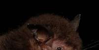 Myotis guarani é o nome científico escolhido para uma nova espécie de morcego descoberta. Animais têm cerca de seis gramas. Foto: Divulgação/Fiocruz / Estadão