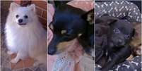 Pinscher e Lulu da Pomerânia tiveram filhotes e viralizaram em rede social Foto: Reprodução/TikTok