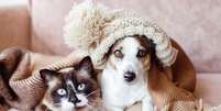 O inverno pode influenciar diretamente o apetite, o humor, a pele e o sistema imunológico dos pets Foto: Gladskikh Tatiana | Shutterstock / Portal EdiCase