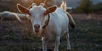 As cabras surpreendem com seu comportamento, inteligência e habilidades únicas Foto: KaanSezer | Shutterstock / Portal EdiCase