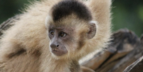 Macaco caiarara (Cebus kaapori), nativo da Amazônia brasileira: pode perder 100% do seu habitat, especialmente devido à combinação dos impactos das mudanças climáticas e do desmatamento.  Foto: Ricardo Ferreira Esteves / iNaturalist, CC BY-NC / The Conversation