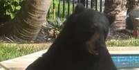 Urso negro durante visita a hidromassagem de uma casa na Flórida  Foto: Redes sociais / Reprodução