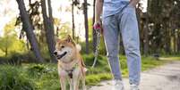 Cidade da Espanha aplica multa rigorosa para tutores de cães que não limparem fezes e urina das ruas  Foto: Freepik