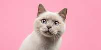 Muitos personagens da cultura geek tem características marcantes que lembra os felinos Foto: MirasWonderland | Shutterstock / Portal EdiCase
