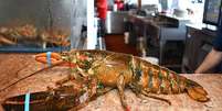 Lagosta de 110 anos é esquecida em tanque de restaurante e libertada no mar Foto: Reprodução/Facebook