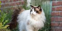 O ragdoll é extremamente dócil e afetuoso Foto: Serita Vossen | Shutterstock / Portal EdiCase