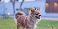 Apaixonados por história podem se inspirar em grandes personalidades na hora de escolher o nome do cachorro Foto: Ahtit Ngamjunyaporn | Shutterstock / Portal EdiCase